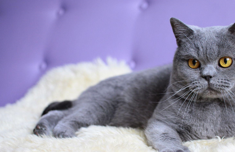 避免寒冷天气的错误,这将有助于保持猫咪冬季的舒适