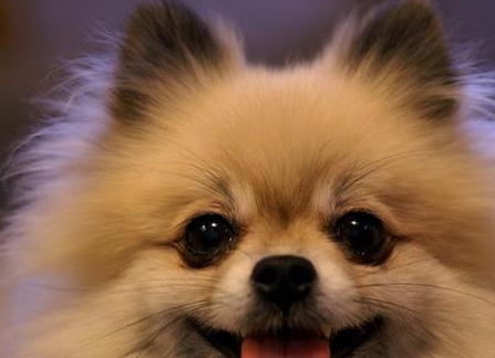 这位网友家里养了一只特别可爱的博美犬!