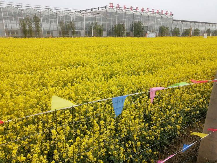 风光惹我笑盈腮一一衡水市武邑县武罗农业种植基地采风记