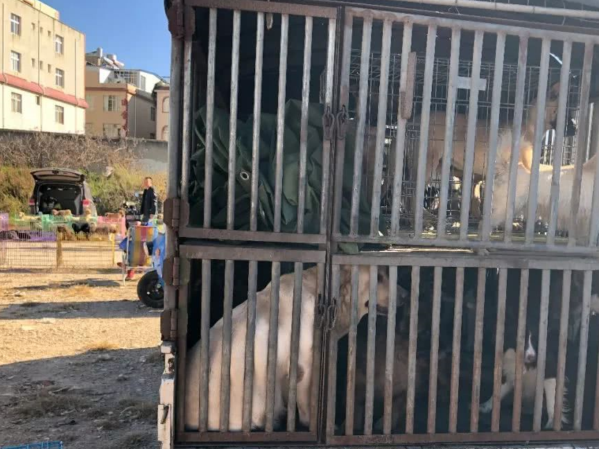 男子询问狗市肉狗价格,商贩大胆让步:你来给价!