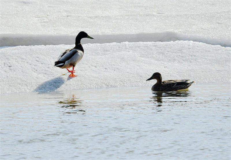 迎春林区冰雪初融时,就迎来大雁,野鸭,苍鹭,白鹭,凤头麦鸡等大批的