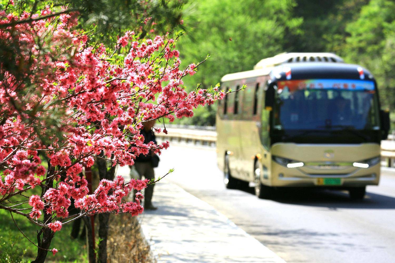 桃花峪泰山图片