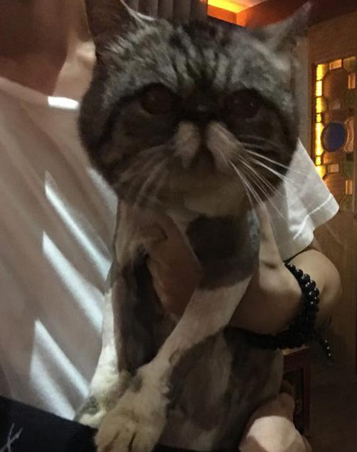 花8000买了只二手加菲猫,带回家就后悔了,觉得自己被坑惨了!