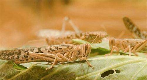 "永淳元年六月,京兆,岐,陇螟蝗食苗并尽,加以民多疫疠,死者枕藉于