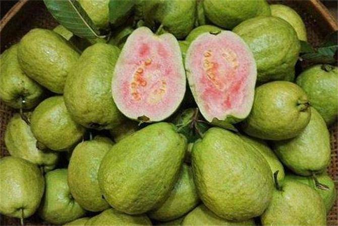 原创番石榴也叫芭乐它营养丰富不用削皮也不用吐籽甘甜可口
