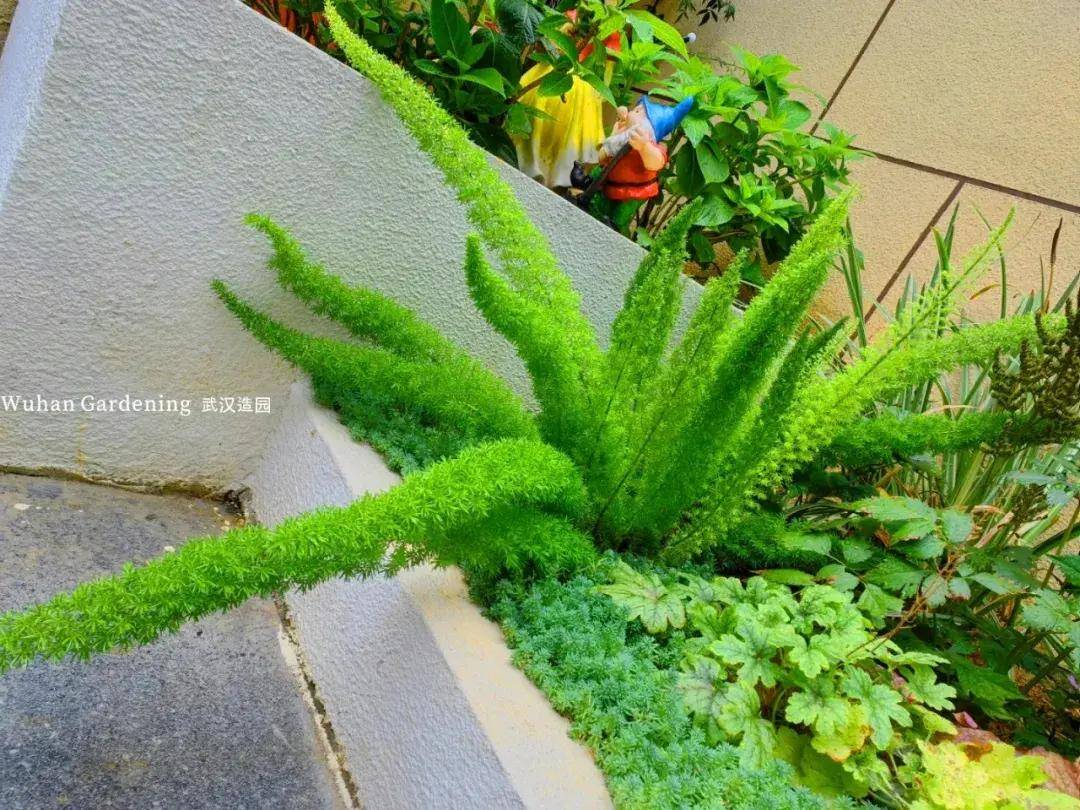 拯救阴暗角落:推荐这些耐阴植物让你的庭院告别光照困扰!