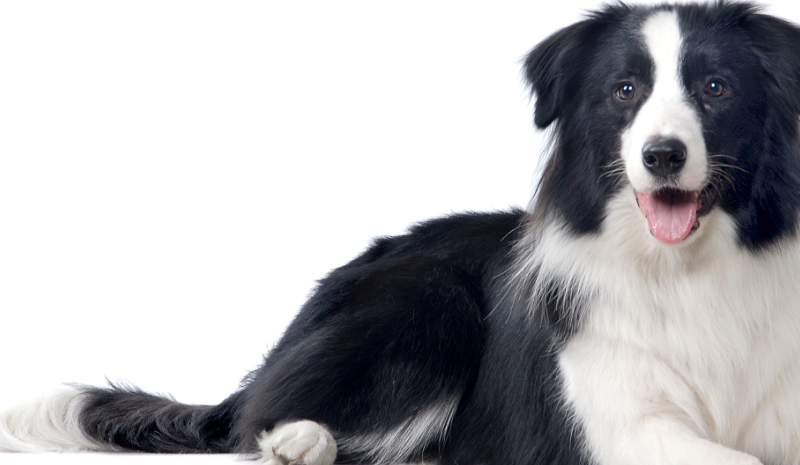 该犬性格外向,聪明听话.