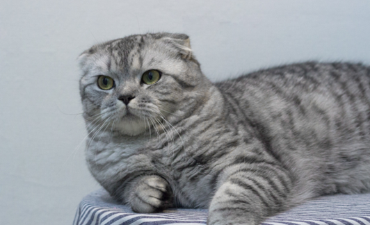 相信大家知道折耳猫是非常可爱的,它们也非常的懒惰,很喜欢睡觉,折耳