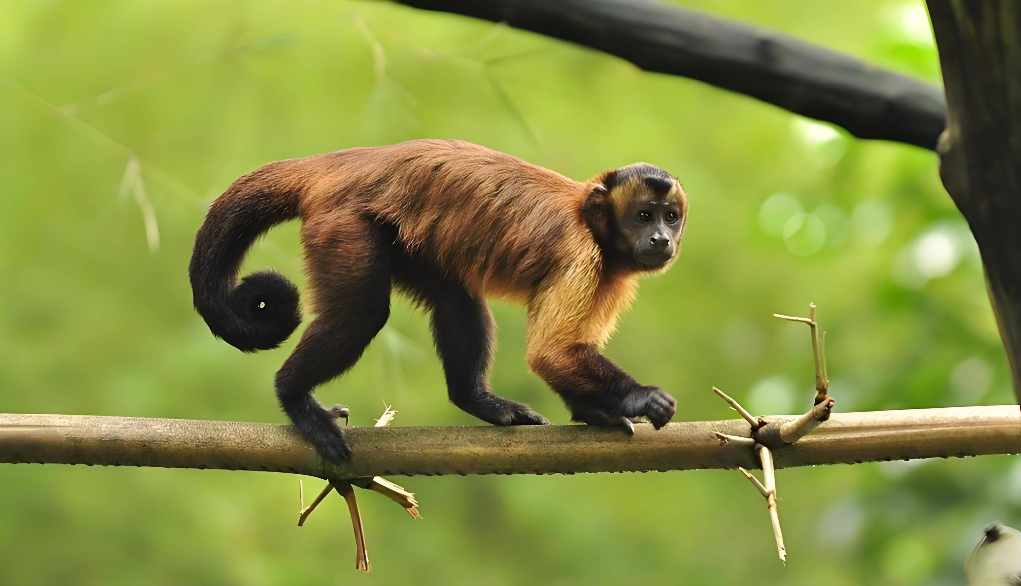 卷尾猴的智慧:如何快速掌握复杂技能?