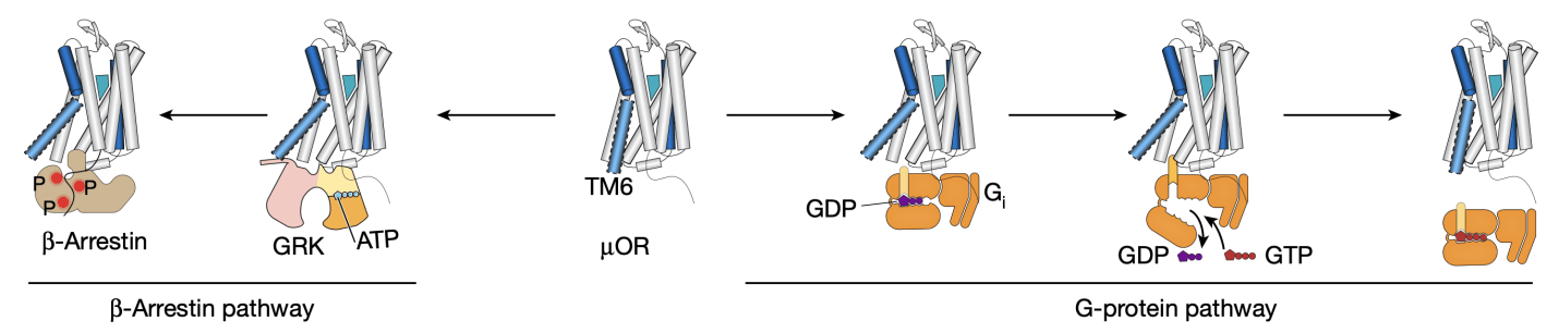 清华大学生命学院揭示配体效能调控08型阿片受体构象动态变化的分子
