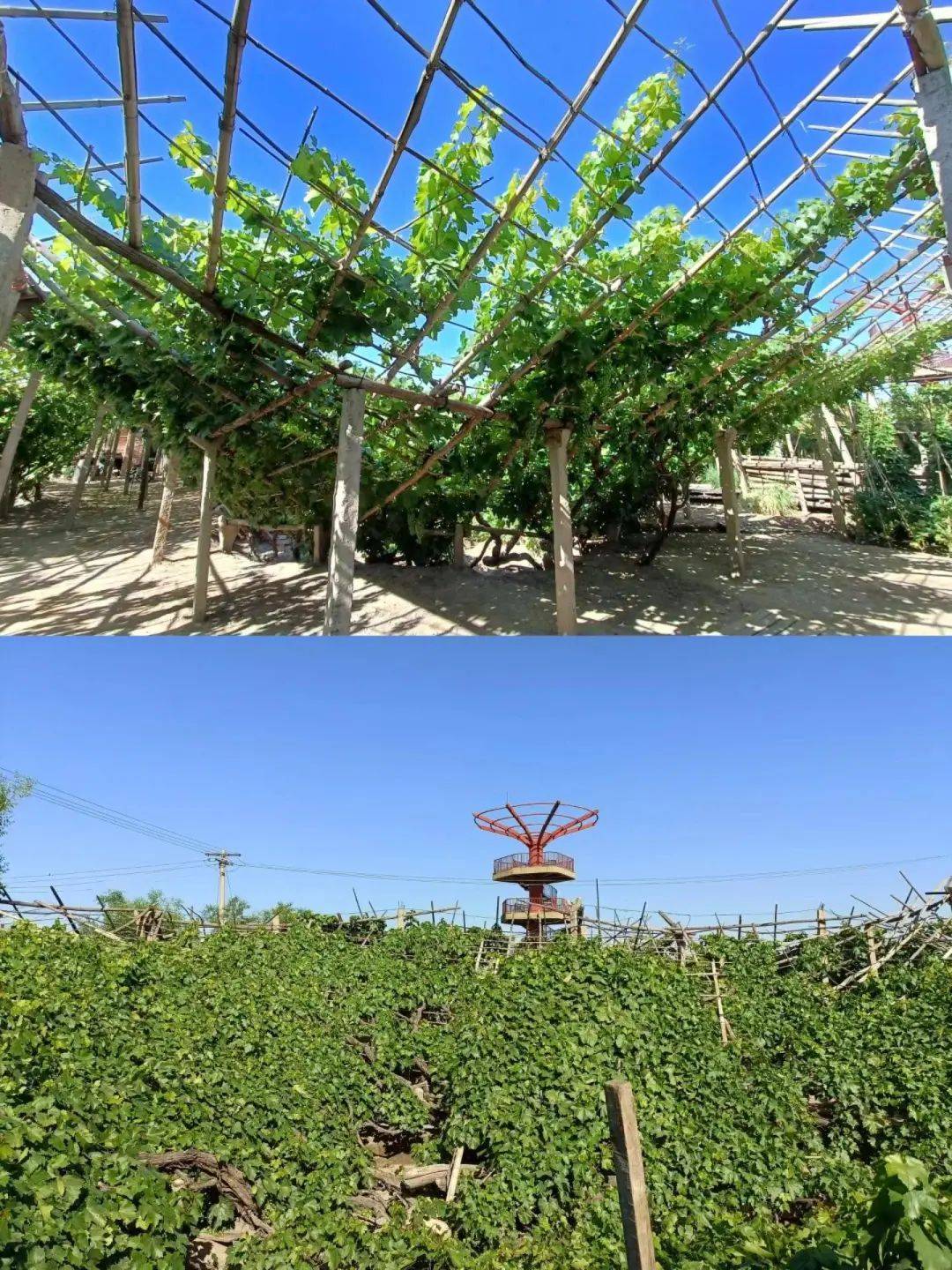 宣化葡萄:延续千年的葡萄传奇