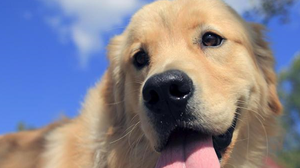 混血汪长大颜值更逆天_狗狗_哈士奇