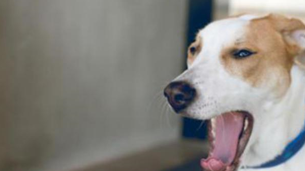 集雪橇三傻于一身!混血汪长大颜值更逆天