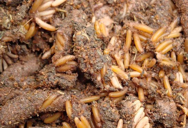 古代蝗灾频繁发生除了治蝗措施社会救灾制度更加重要