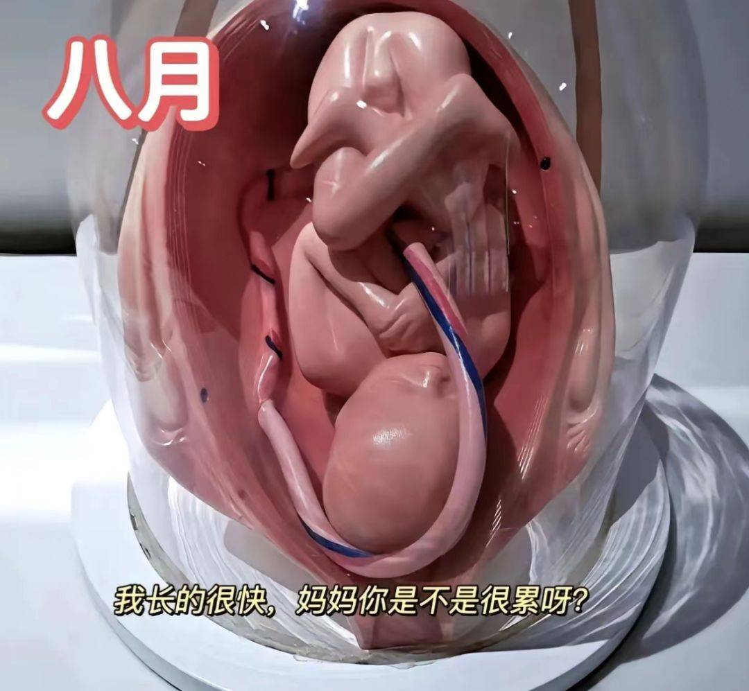 怀胎十月,胎儿怎么长大?一组3d图揭秘真相,让你感受生命奇迹