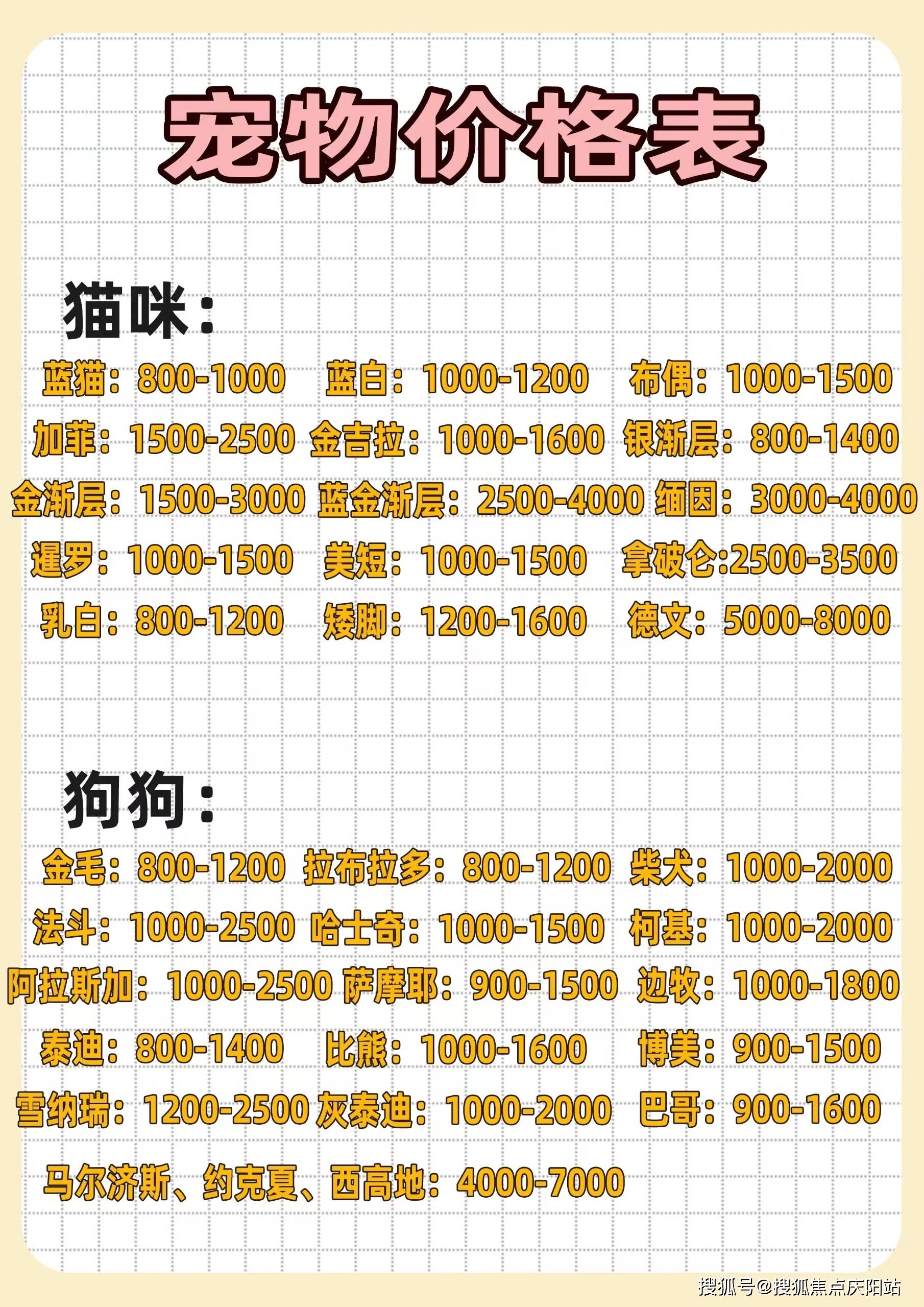 贵阳买银渐层猫首页网站丨贵阳观山湖区买银渐层猫最好去哪里买_宠物