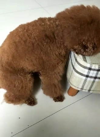 小泰迪再也没空搭理主人,原因让人忍俊不禁:追剧好忙的