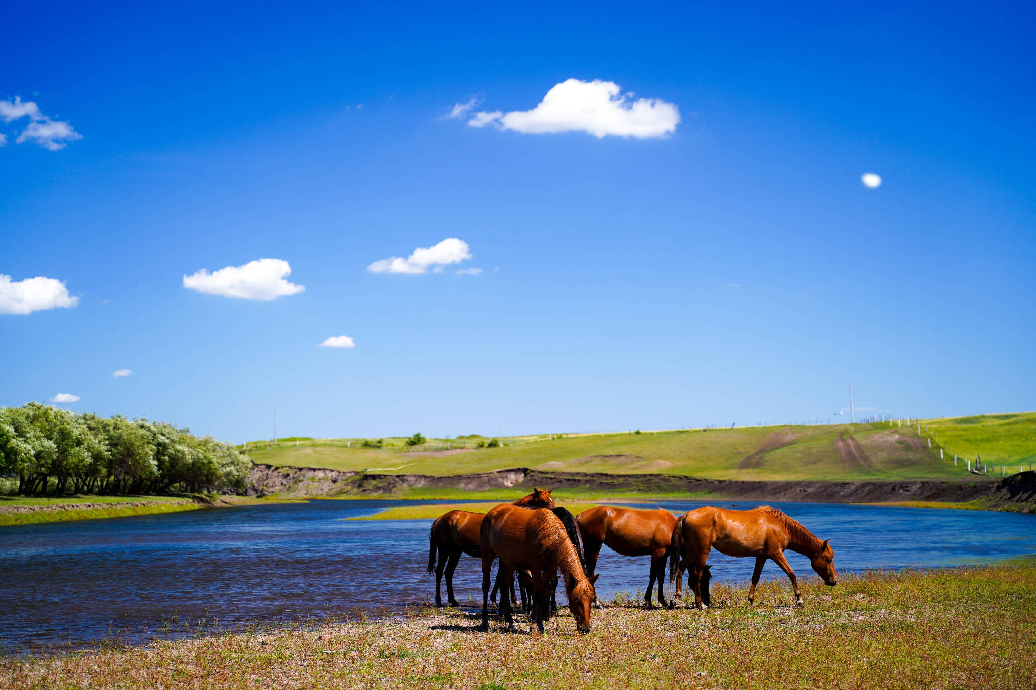 赶紧码住!_草原_呼伦贝尔_文化