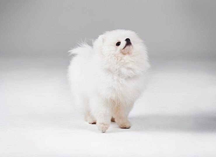 哪些小型犬便宜又好养?十大便宜又好养的小型犬