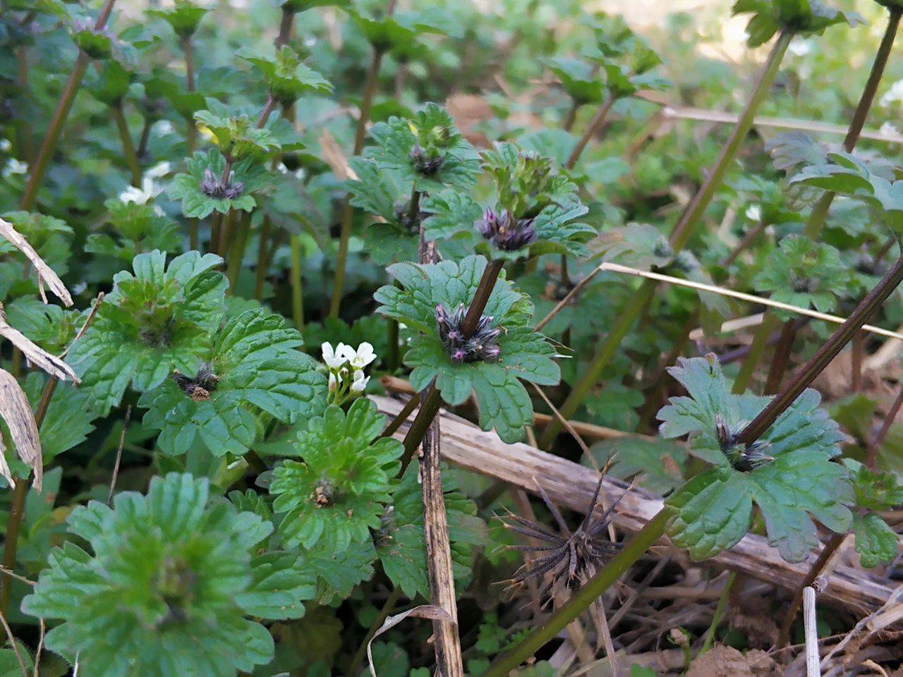 这野草叫"珍珠莲",农民见到就除,实则价值高,祛湿效果很好
