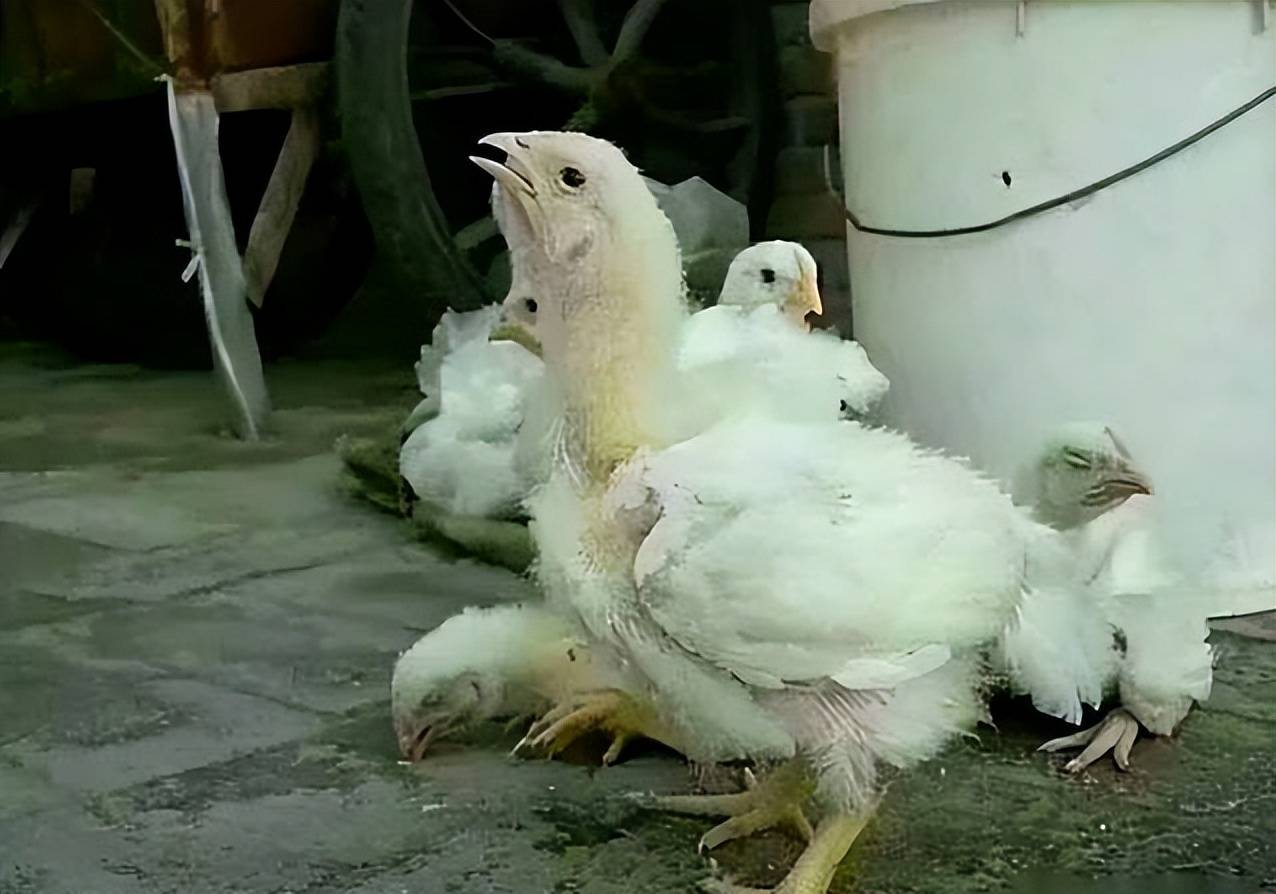 小鸡伸脖子怪叫是啥病?小鸡出现伸脖子怪叫的症状该怎么办?