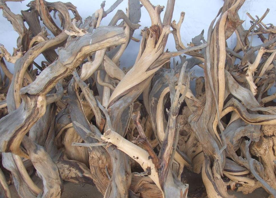 这种树生于石缝中,枯死后能做艺术品,价值昂贵,不识货的当柴烧_侧柏