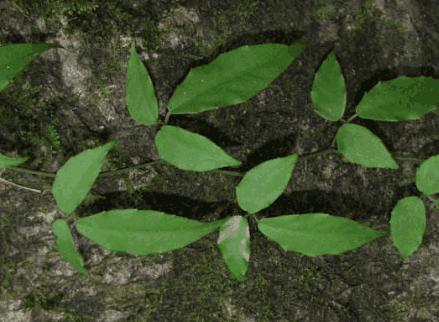 想除却找不到根的爬藤草,农民见了就烦,谁知是昂贵的金线吊葫芦