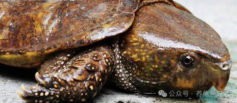 养龟:究竟是穷三代还是富三代?真相来了