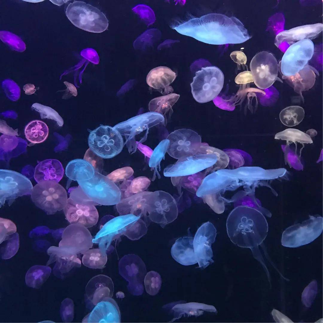 海洋里的仙子—水母