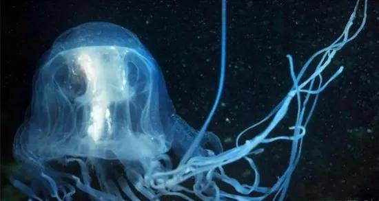 海洋里的仙子—水母