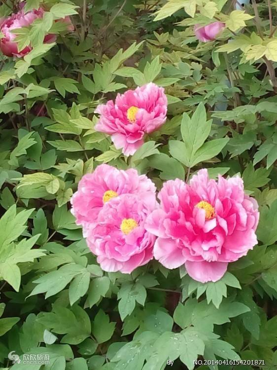 4月来许昌赏牡丹看造访的是不是玩，真实世界游览提议，不走几趟