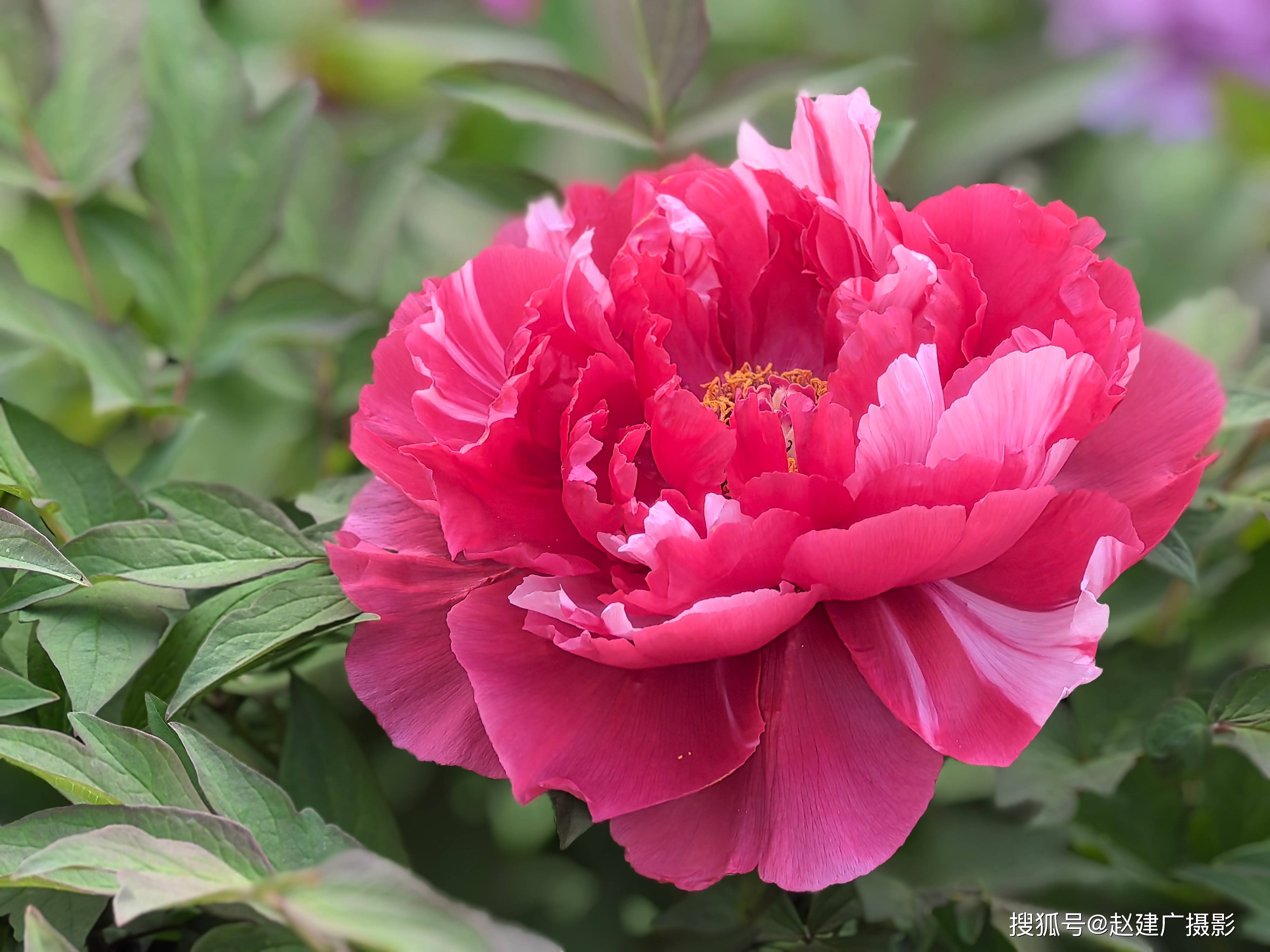 唯有牡丹真国色