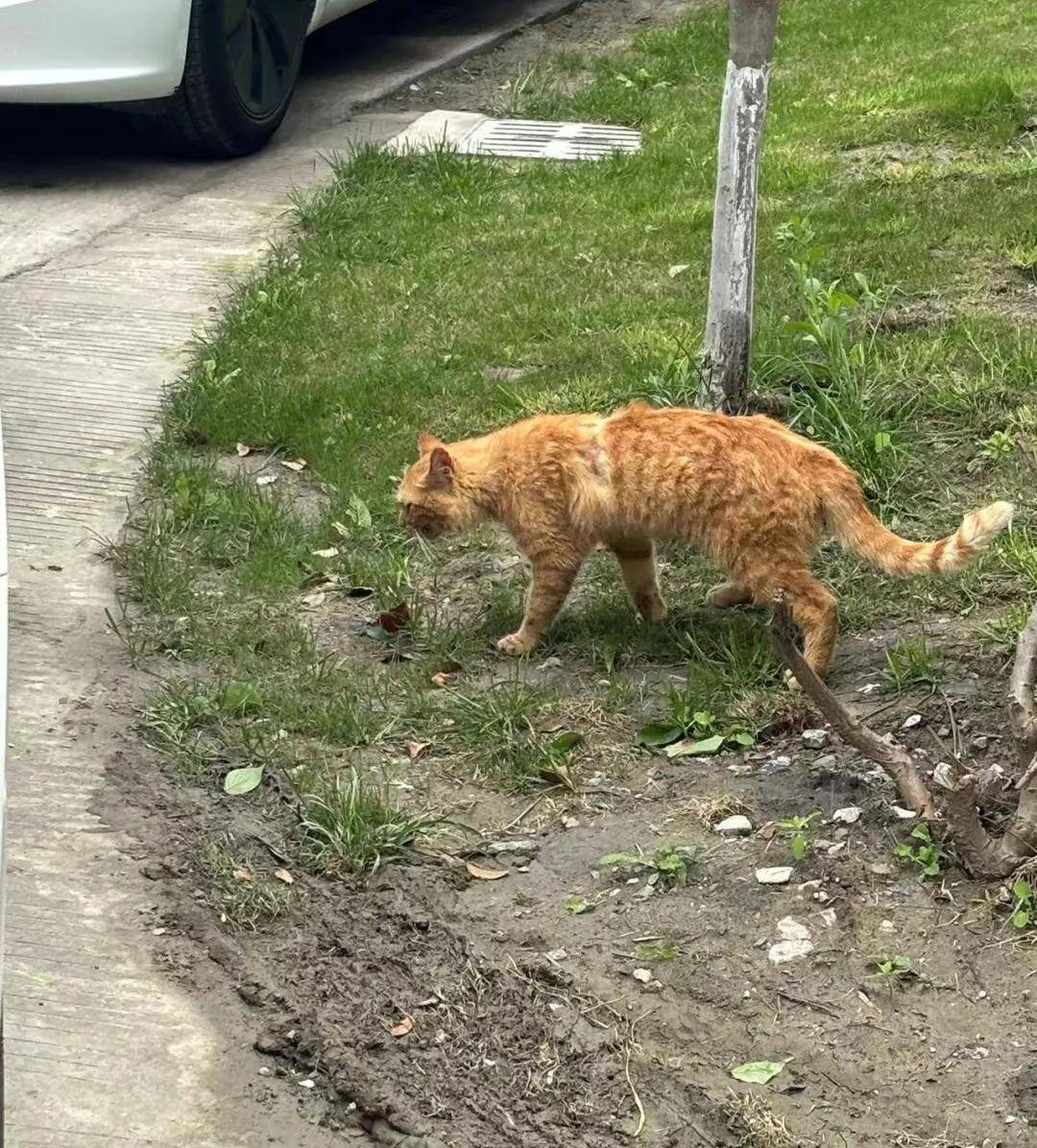 第三届流浪猫狗选美大赛(第一期)