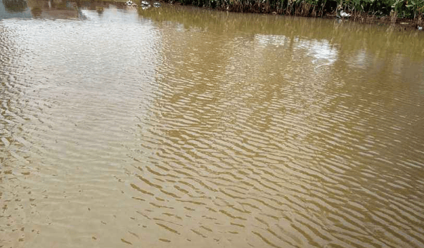 水草泥水浑浊图片