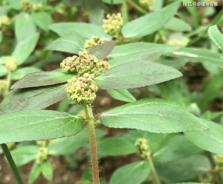 飞扬草,又称节节花,大乳汁草,有3大作用,价值极高,农民朋友要了解!