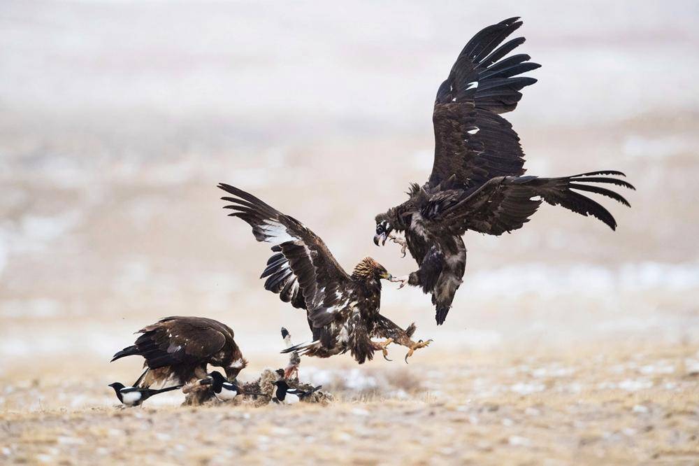 而在早些时候一些游牧民族的捕猎活动需要这样一个勇猛的角色的存在