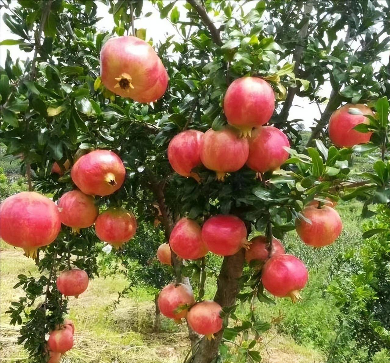 石榴树春季这样管