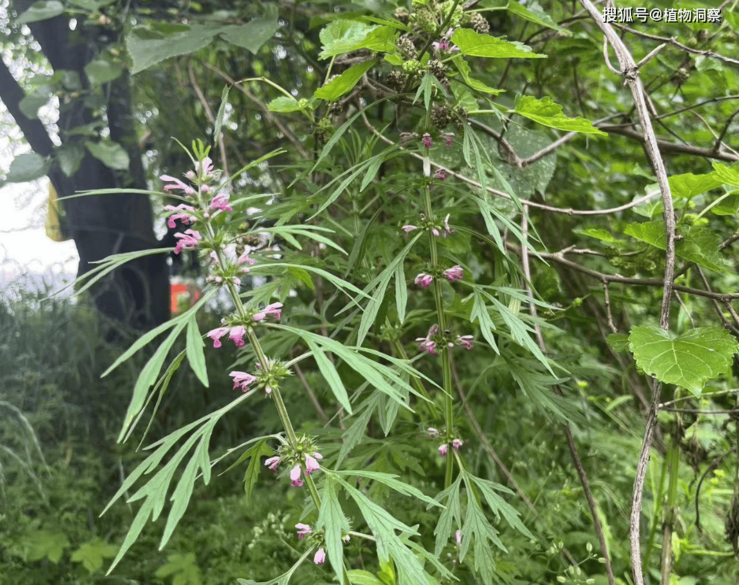 这种植物妇女多用