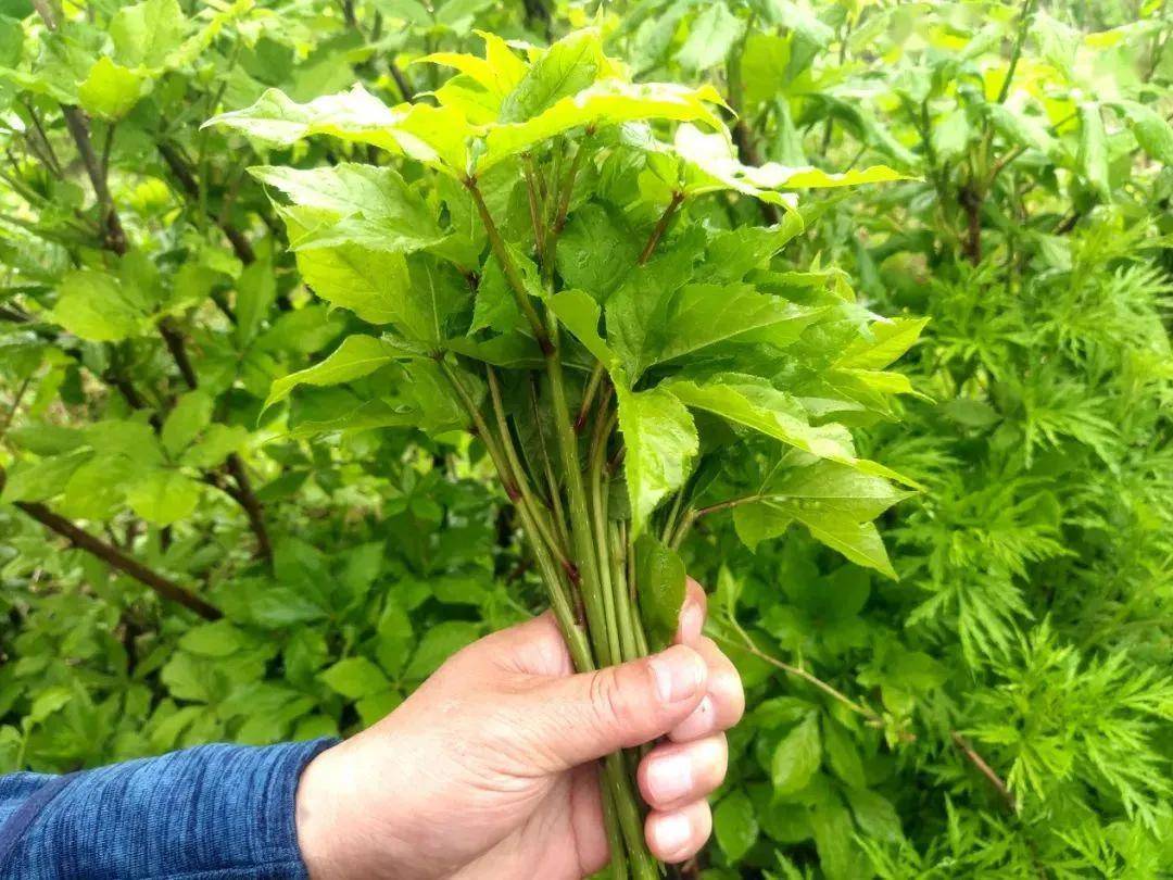 寻味白山 · 又是一年山菜季→刺五加