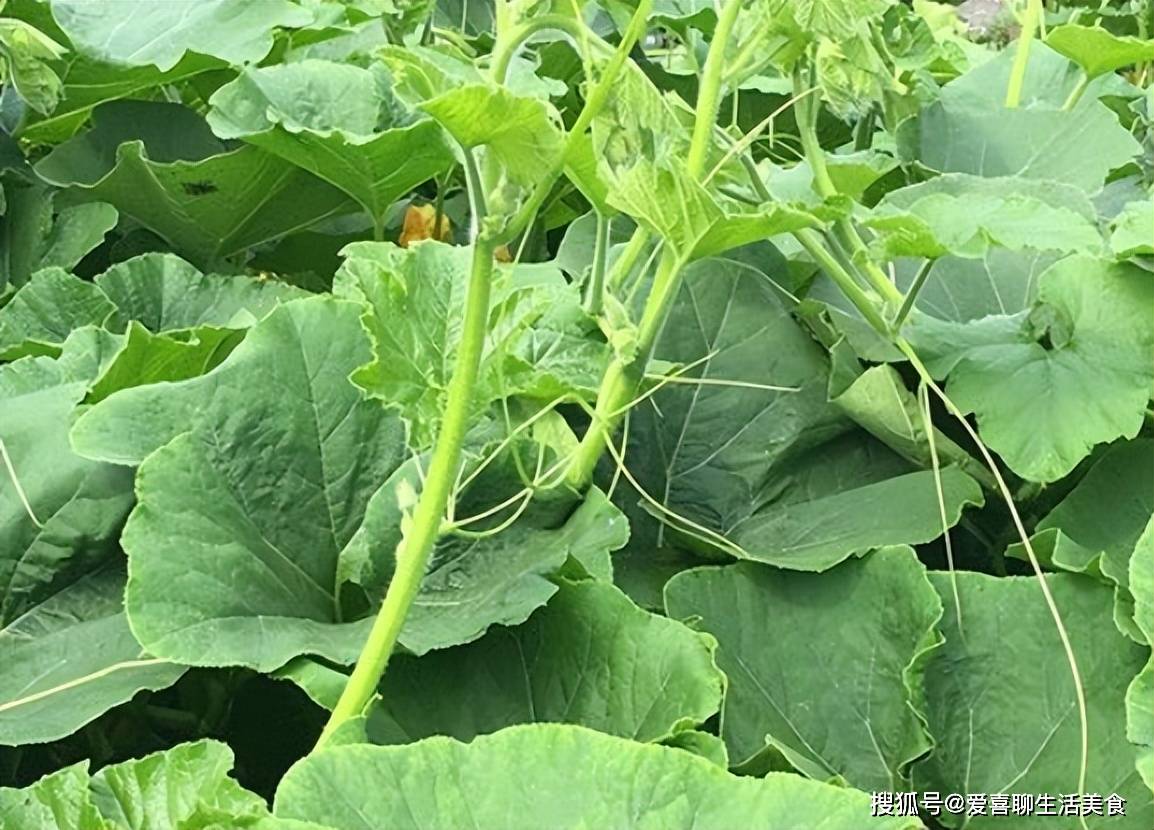 立夏后,这菜上市了,高钾低钠,常吃清肺平肝降血脂,关键不要钱!