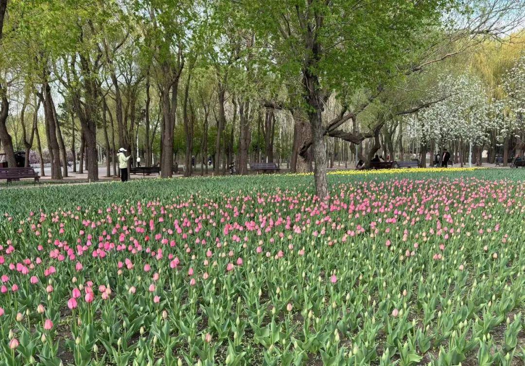 长春公园郁金香开花啦
