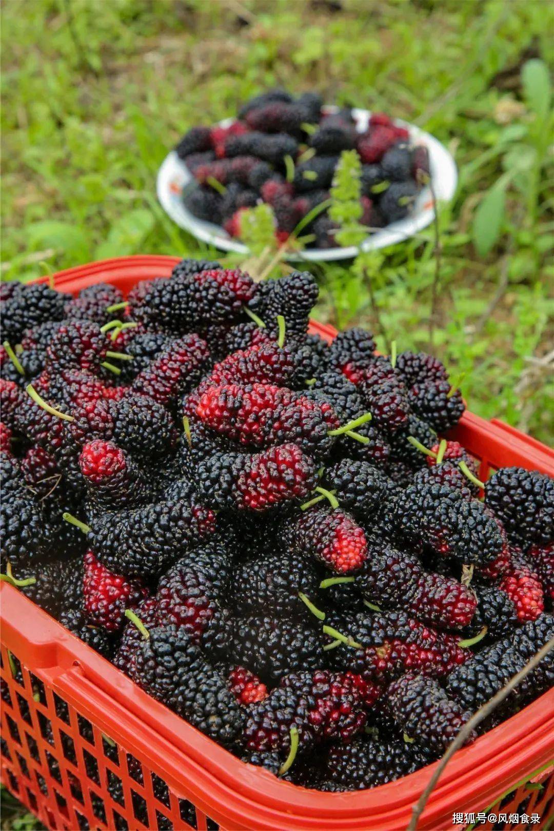 全国哪的桑葚最好吃?经过吃货评选,这8个地方上榜,有你家乡吗