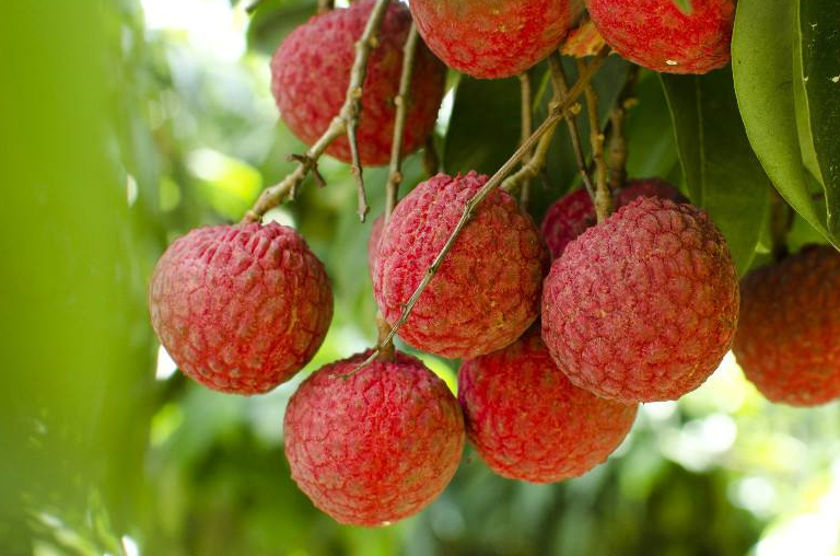 学会这些方法,夏天想吃荔枝无需克制_时候_食用_水果