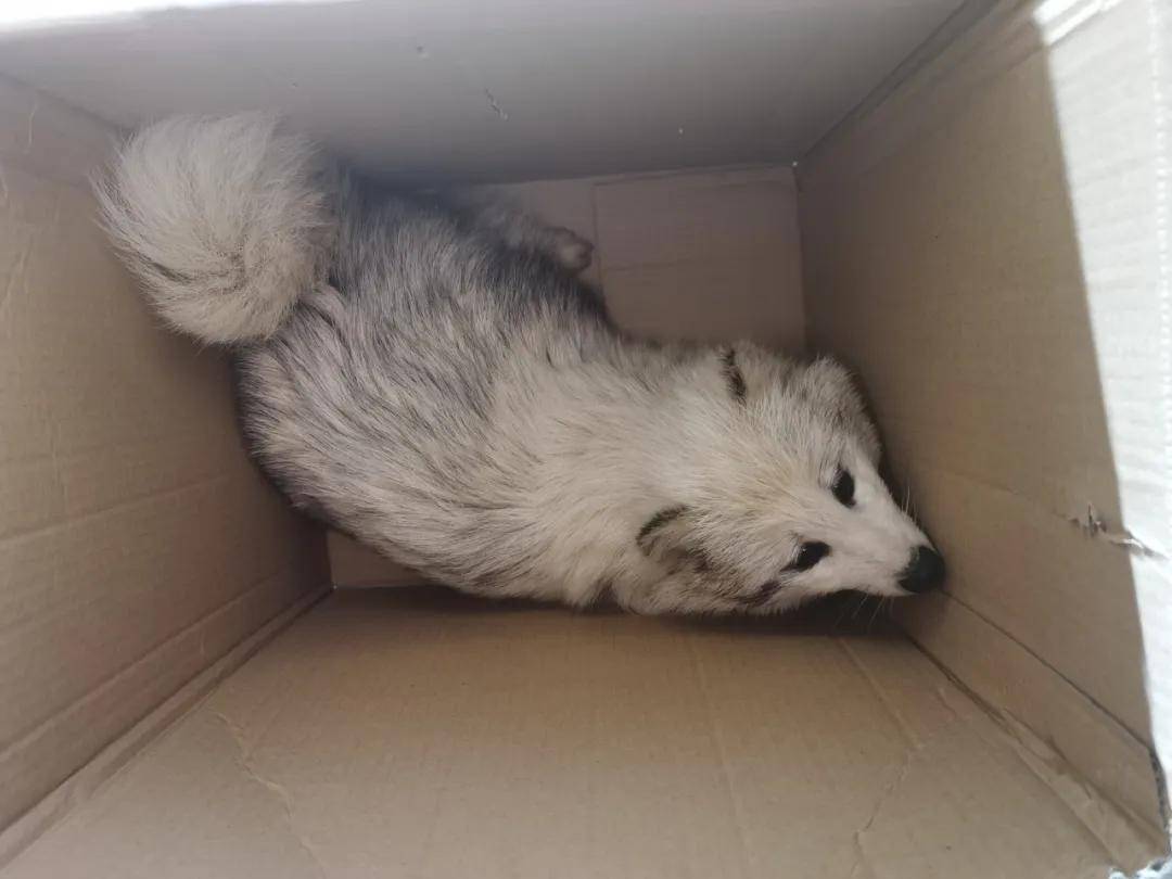 通辽大清沟惊现两只白狐!