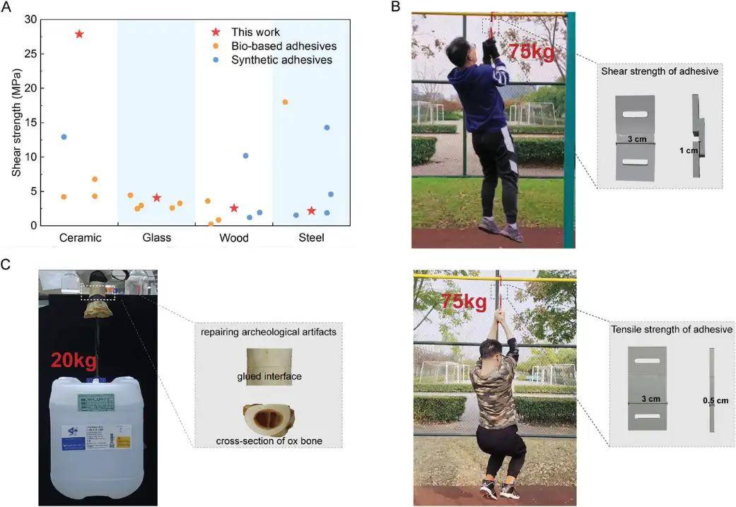 在100°c和200°c下,sfa没有表现出任何外观变化,剪切强度也没有降低.