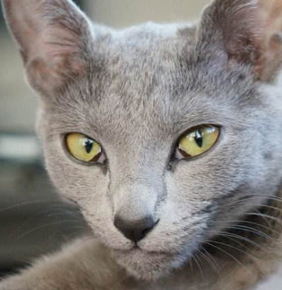 俄罗斯蓝猫异国短毛猫又叫加菲猫,是美短和波斯猫繁育的品种,遗传了
