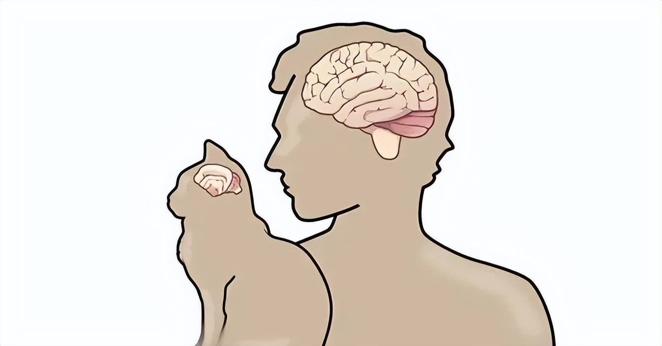 原创            猫咪在出糗时装作很忙，是为了缓解尴尬吗？-猫咪时尚