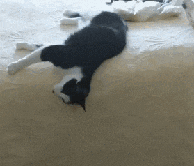 原创            猫咪在出糗时装作很忙，是为了缓解尴尬吗？-猫咪时尚