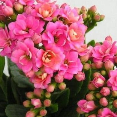 它们是出了名的"懒人植物",一个月不浇水,照样枝繁叶茂!