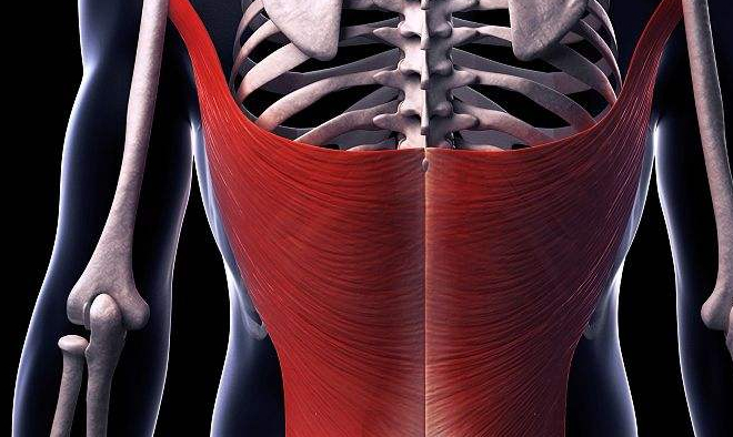 这也使得背阔肌更加的锻炼困难,而且锻炼中要用很多不同的角度去刺激